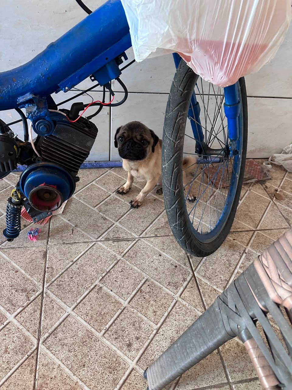 CPI de Maus-tratos aos Animais resgata cachorro da raça Pug abandonado e prende tutor em Vitória