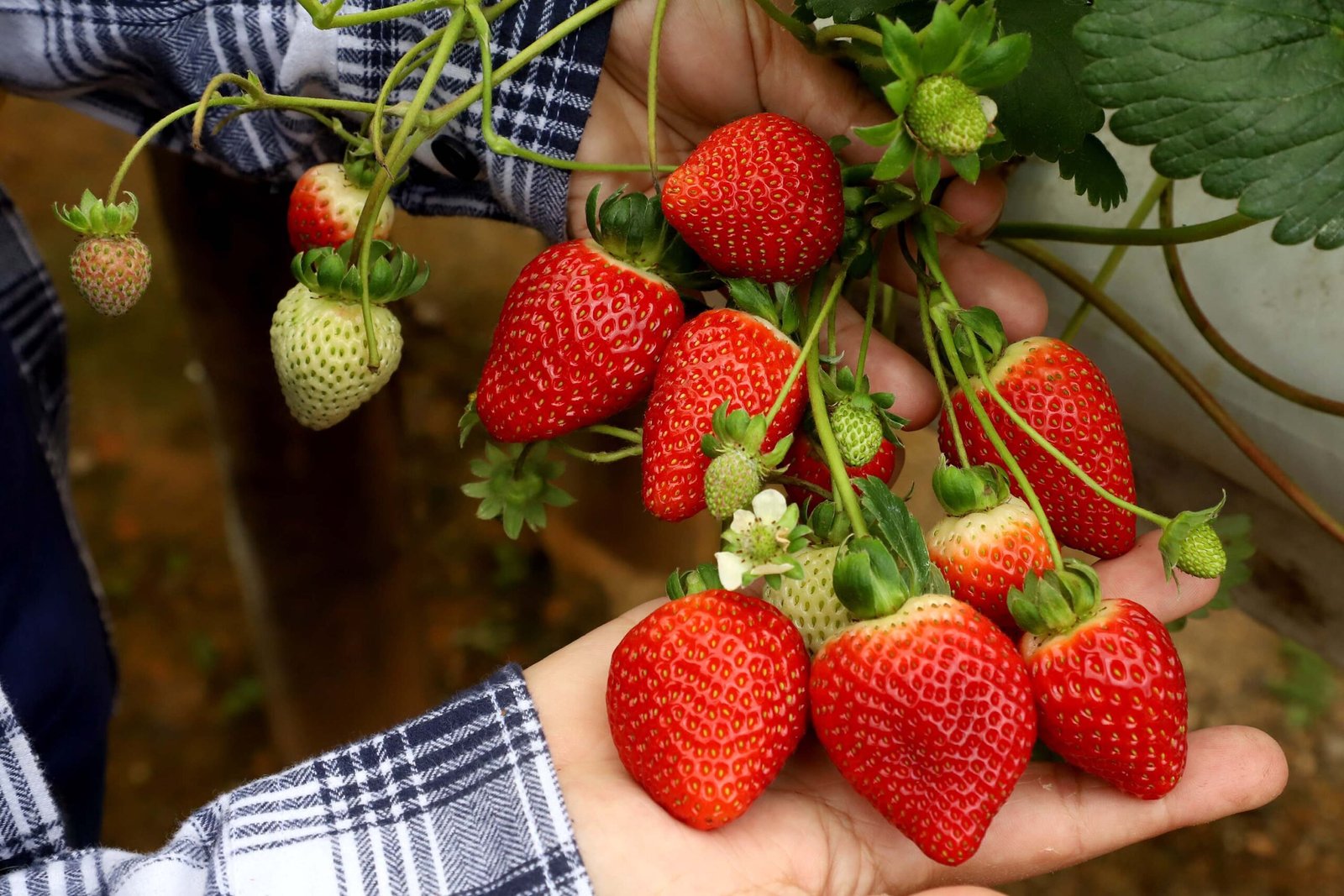 Inclusão do morango na merenda escolar fortalece agricultura familiar no Espírito Santo