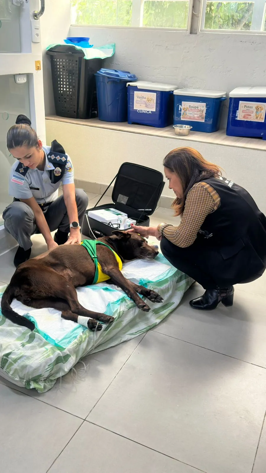 Projeto de Janete de Sá que obriga autores de maus-tratos a ressarcirem custos de recuperação de animais é aprovado