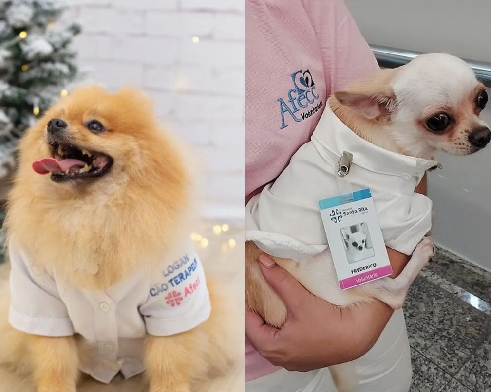 Nova lei autoriza visita de animais de estimação a pacientes internados em hospitais e asilos do ES