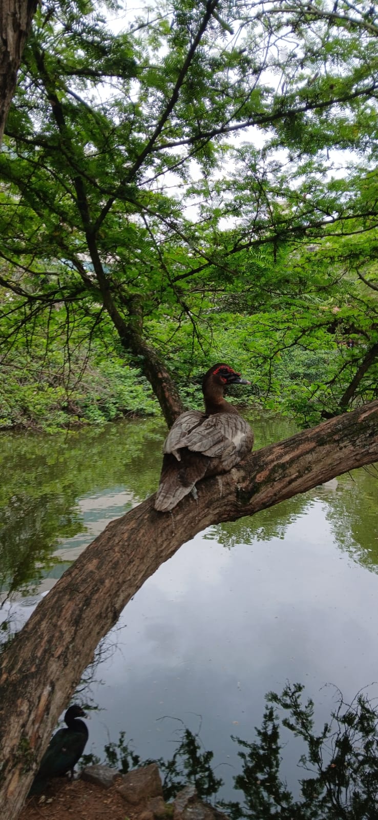 Ave aquática no Parque da Pedra da Cebola