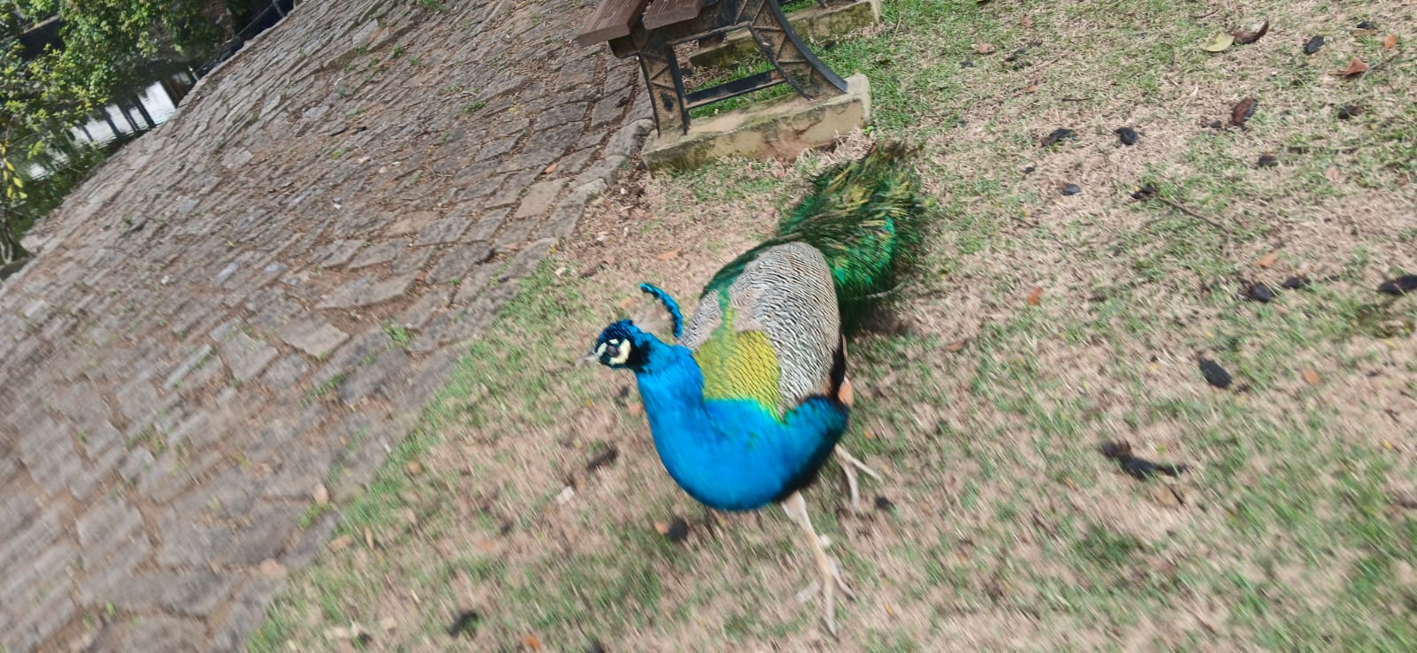 Pavão no Parque da Pedra da Cebola