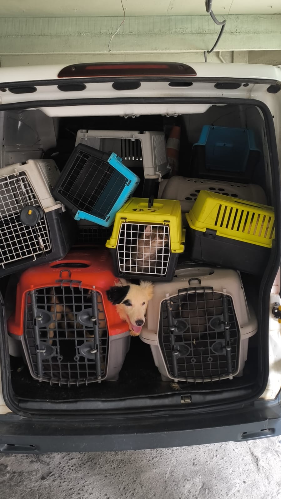 Resgate de animais pela CPI de Maus-tratos em Vila Velha