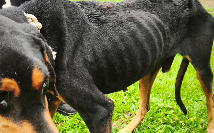 Adestrador é preso em flagrante por manter canil clandestino e maltratar nove cães em Guarapari