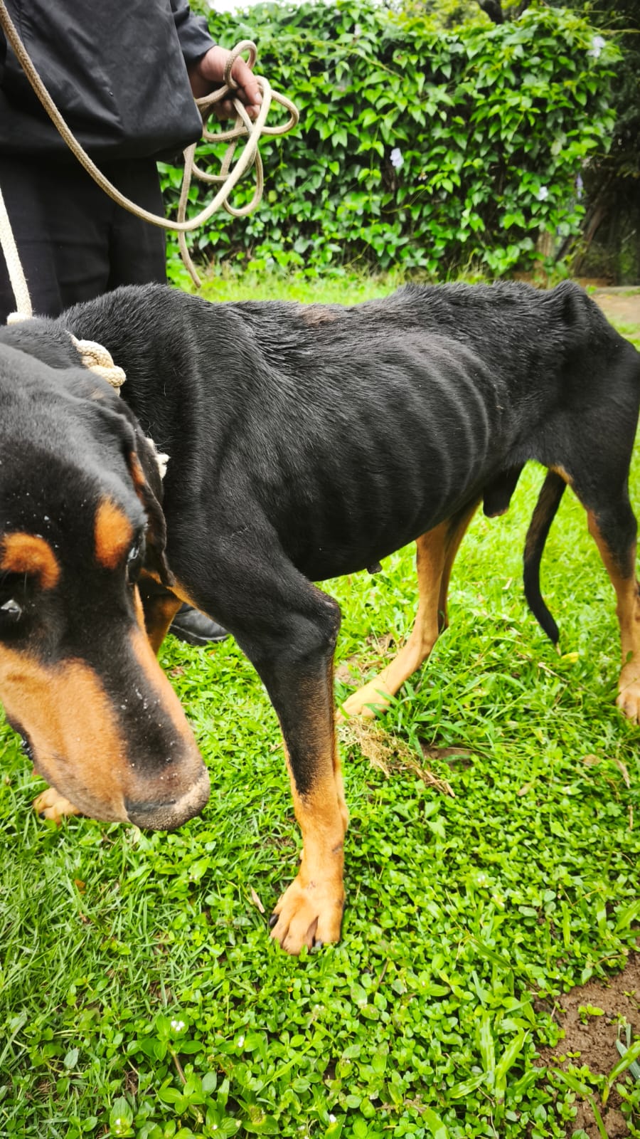 Cão resgatado com costelas e coluna aparentes devido à desnutrição severa