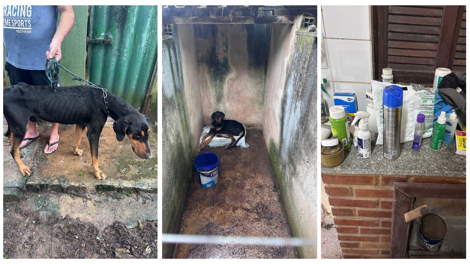 Cão desnutrido preso por corrente, cão deitado em baia com mofo e medicamentos encontrados no canil