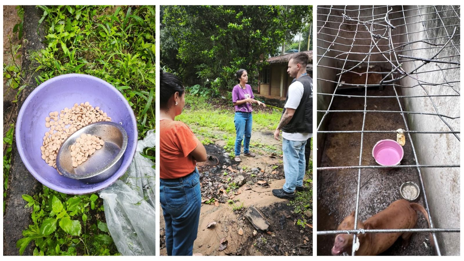 Ração em bacia no chão, equipe da CPI durante a fiscalização e Pitbull em baia com tela danificada