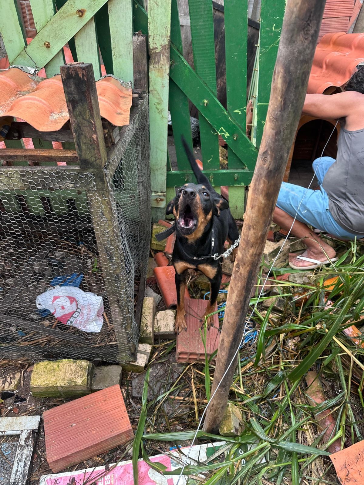 CPI de Maus-Tratos flagra cão acorrentado em terreno insalubre em Guarapari e tutor é preso